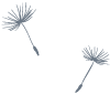 dandilions