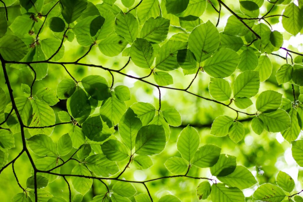 קרני שמש דרך ענפי עץ מלאי עלים light through tree leaves